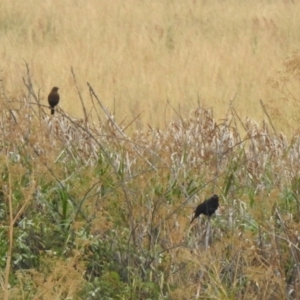 Turdus merula at Fyshwick, ACT - 6 Jan 2020