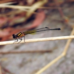 Nososticta solida (Orange Threadtail) at Fyshwick, ACT - 6 Jan 2020 by RodDeb