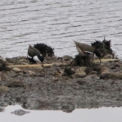 Erythrogonys cinctus (Red-kneed Dotterel) at Jerrabomberra Wetlands - 6 Jan 2020 by RodDeb