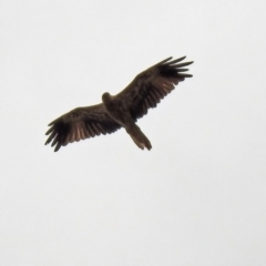 Haliastur sphenurus (Whistling Kite) at Fyshwick, ACT - 6 Jan 2020 by RodDeb