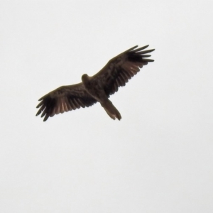 Haliastur sphenurus at Fyshwick, ACT - 6 Jan 2020 11:24 AM