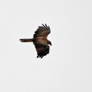 Haliastur sphenurus at Fyshwick, ACT - 6 Jan 2020 11:24 AM