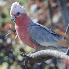 Eolophus roseicapilla (Galah) at Higgins, ACT - 3 Jan 2020 by Alison Milton