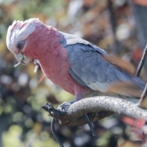 Eolophus roseicapilla at Higgins, ACT - 4 Jan 2020