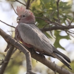 Eolophus roseicapilla at Higgins, ACT - 4 Jan 2020