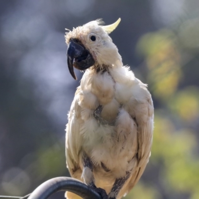 Cacatua galerita (Sulphur-crested Cockatoo) at Higgins, ACT - 4 Jan 2020 by AlisonMilton