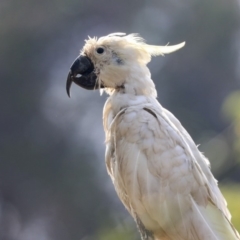 Cacatua galerita at Higgins, ACT - 4 Jan 2020