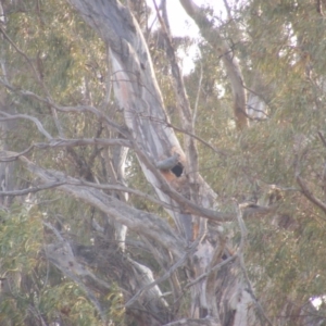 Callocephalon fimbriatum at Red Hill, ACT - suppressed