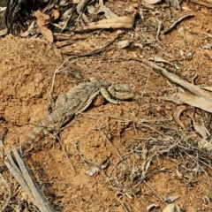 Pogona barbata (Eastern Bearded Dragon) at Hughes, ACT - 28 Dec 2019 by Ct1000