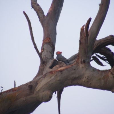 Callocephalon fimbriatum (Gang-gang Cockatoo) at GG85 - 7 Jan 2020 by MichaelMulvaney