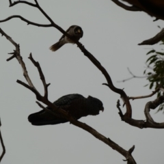 Callocephalon fimbriatum (Gang-gang Cockatoo) at Federal Golf Course - 6 Jan 2020 by Ct1000