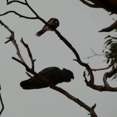 Callocephalon fimbriatum (Gang-gang Cockatoo) at Federal Golf Course - 6 Jan 2020 by Ct1000