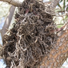 Uromycladium implexae at Belconnen, ACT - 28 Nov 2019