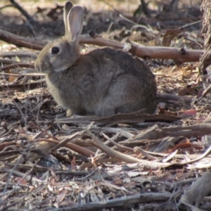 Oryctolagus cuniculus at Evatt, ACT - 27 Nov 2019 08:11 AM