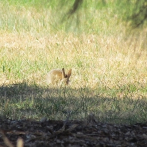 Oryctolagus cuniculus at Evatt, ACT - 27 Nov 2019 08:11 AM