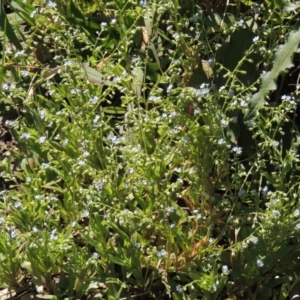 Myosotis laxa subsp. caespitosa at Gordon, ACT - 27 Nov 2019