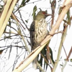 Oriolus sagittatus (Olive-backed Oriole) at Wanniassa, ACT - 7 Jan 2020 by JohnBundock