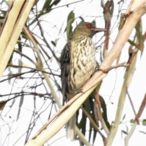 Oriolus sagittatus at Wanniassa, ACT - 8 Jan 2020