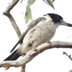 Cracticus torquatus (Grey Butcherbird) at Wanniassa Hills Open Space - 7 Jan 2020 by JohnBundock