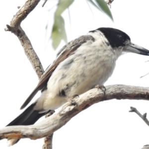 Cracticus torquatus at Wanniassa, ACT - 8 Jan 2020