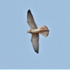 Falco cenchroides (Nankeen Kestrel) at Paddys River, ACT - 7 Jan 2020 by JohnBundock