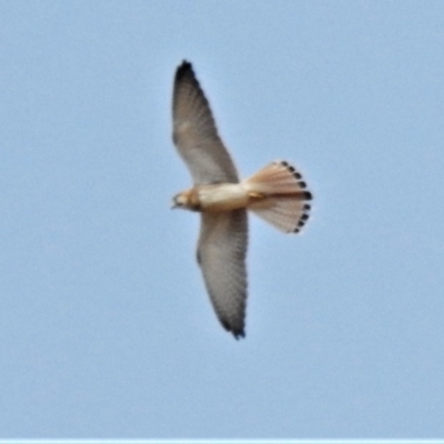 Falco cenchroides (Nankeen Kestrel) at Paddys River, ACT - 7 Jan 2020 by JohnBundock