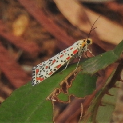 Utetheisa (genus) (A tiger moth) at Paddys River, ACT - 6 Jan 2020 by JohnBundock