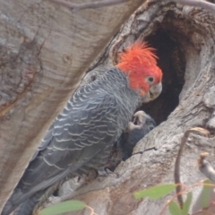 Callocephalon fimbriatum (Gang-gang Cockatoo) at Garran, ACT - 8 Jan 2020 by roymcd