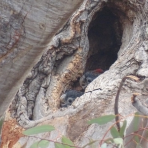 Callocephalon fimbriatum at Garran, ACT - suppressed