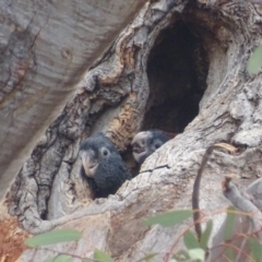 Callocephalon fimbriatum at Garran, ACT - suppressed