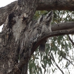 Podargus strigoides (Tawny Frogmouth) at Red Hill, ACT - 5 Jan 2020 by roymcd