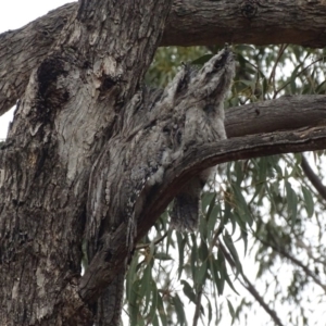 Podargus strigoides at Red Hill, ACT - 6 Jan 2020