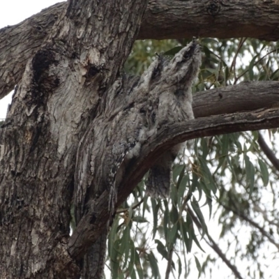 Podargus strigoides (Tawny Frogmouth) at Red Hill, ACT - 6 Jan 2020 by roymcd