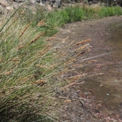 Carex appressa (Tall Sedge) at Gordon Pond - 27 Nov 2019 by michaelb