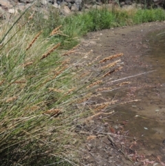 Carex appressa (Tall Sedge) at Gordon, ACT - 27 Nov 2019 by michaelb