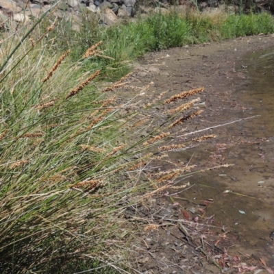 Carex appressa (Tall Sedge) at Gordon Pond - 27 Nov 2019 by michaelb