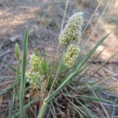 Dactylis glomerata (Cocksfoot) at Gordon, ACT - 27 Nov 2019 by MichaelBedingfield