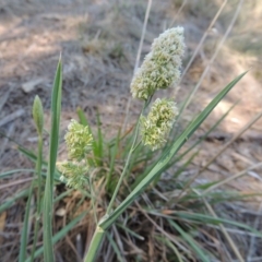 Dactylis glomerata (Cocksfoot) at Gordon Pond - 27 Nov 2019 by michaelb