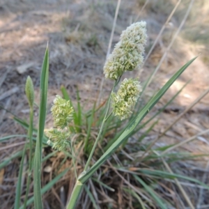 Dactylis glomerata at Gordon, ACT - 27 Nov 2019 12:33 PM