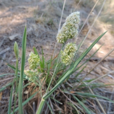 Dactylis glomerata (Cocksfoot) at Gordon, ACT - 27 Nov 2019 by michaelb