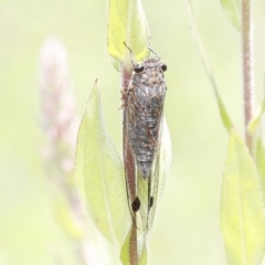 Galanga labeculata (Double-spotted cicada) at Acton, ACT - 8 Jan 2020 by HelenCross