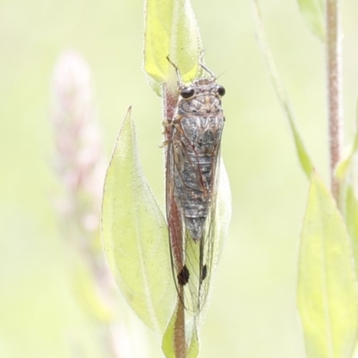 Galanga labeculata (Double-spotted cicada) at Acton, ACT - 8 Jan 2020 by HelenCross