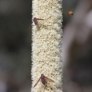 Comptosia insignis at Acton, ACT - 19 Nov 2019