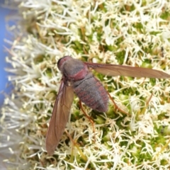 Comptosia insignis (A bee fly) at Acton, ACT - 18 Nov 2019 by TimL