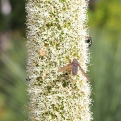 Comptosia insignis at Acton, ACT - 19 Nov 2019 08:34 AM