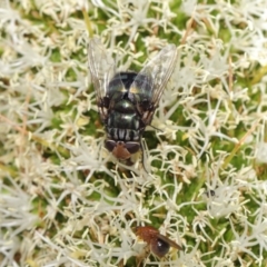 Rutilia (Chrysorutilia) sp. (genus & subgenus) (A Bristle Fly) at Acton, ACT - 19 Nov 2019 by TimL