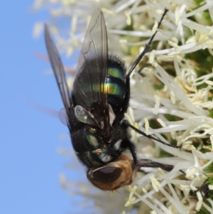 Rutilia (Chrysorutilia) sp. (genus & subgenus) at Acton, ACT - 19 Nov 2019