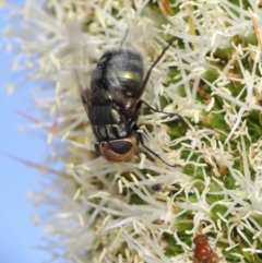 Rutilia (Chrysorutilia) sp. (genus & subgenus) at Acton, ACT - 19 Nov 2019