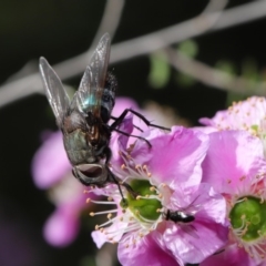 Rutilia (Donovanius) sp. (genus & subgenus) (A Bristle Fly) at Acton, ACT - 18 Nov 2019 by TimL