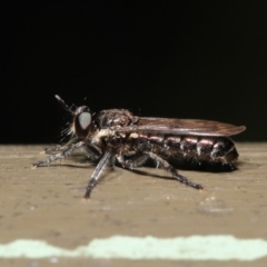 Atomosiini sp. (tribe) (Atomosiine robber fly) at Acton, ACT - 19 Nov 2019 by TimL